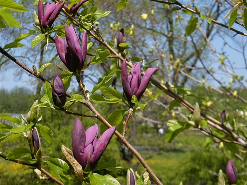 Magnolija „Black beauty“ - Image 2
