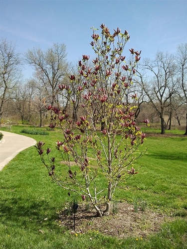 Magnolija „Black beauty“ - Image 3