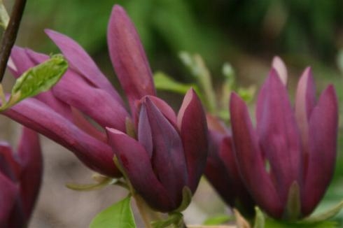 Magnolija „Black beauty“