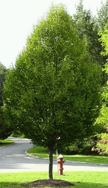 Skroblas „Pendula“ - Image 2