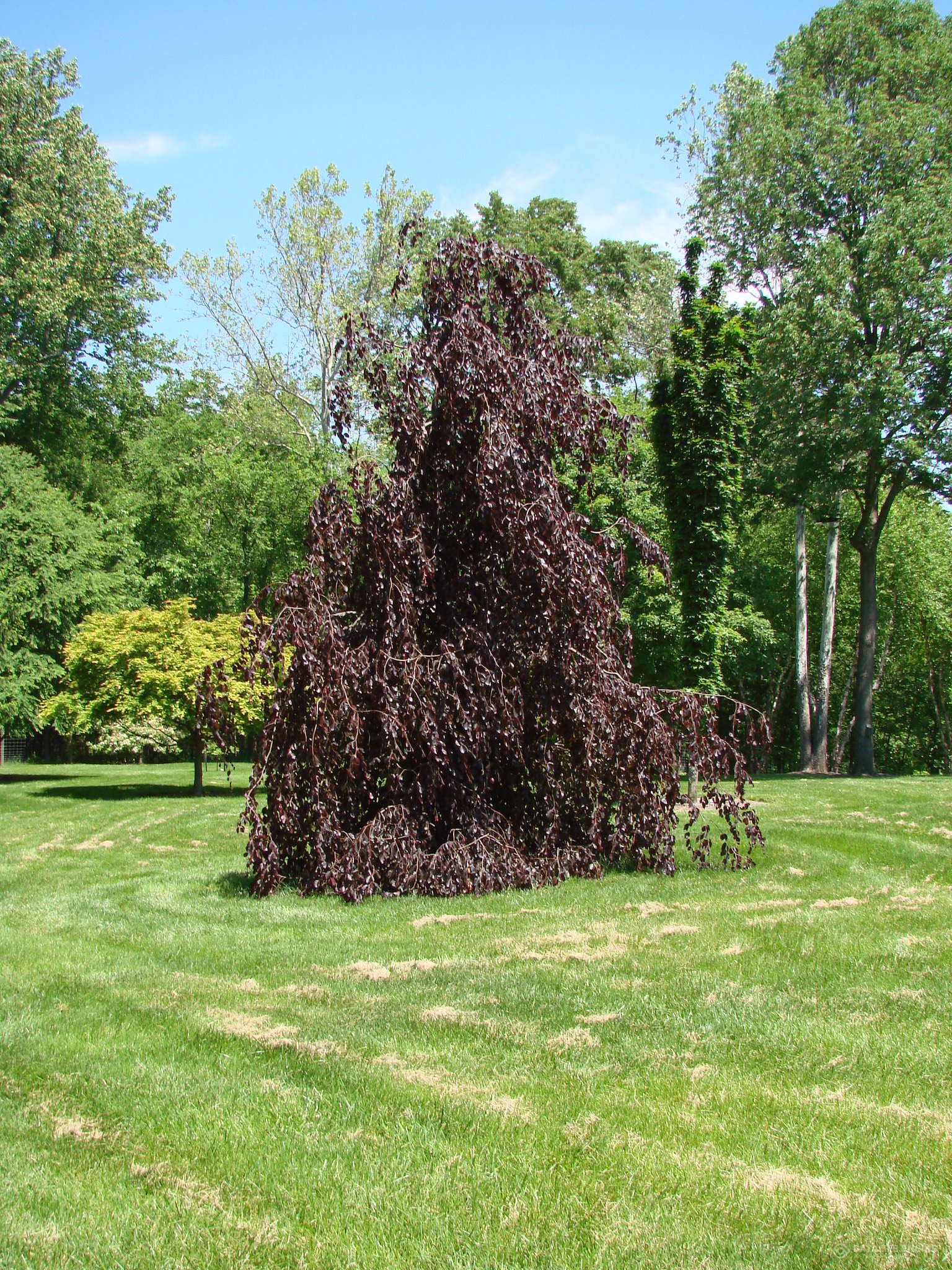 Bukas „Purple fountain“ - Image 3