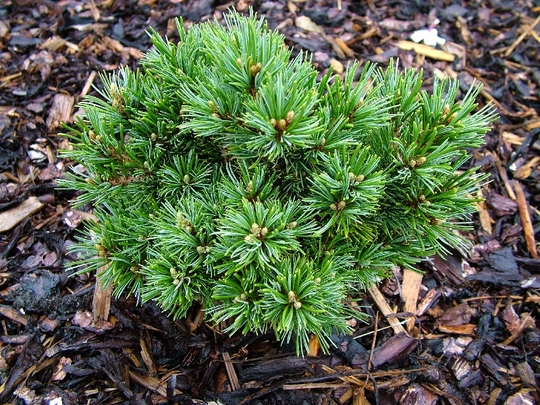 Smulkiažiedė pušis „Billie“ - Image 2