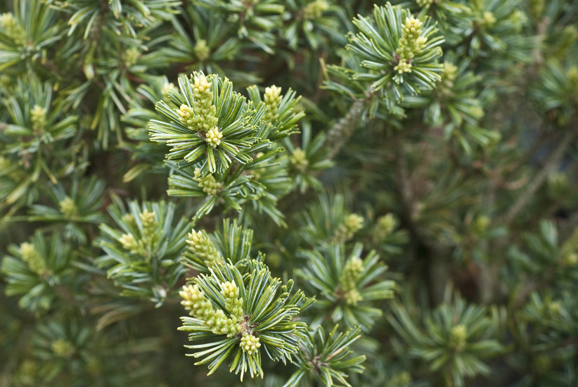 Smulkiažiedė pušis „Brevifolia“ - Image 2