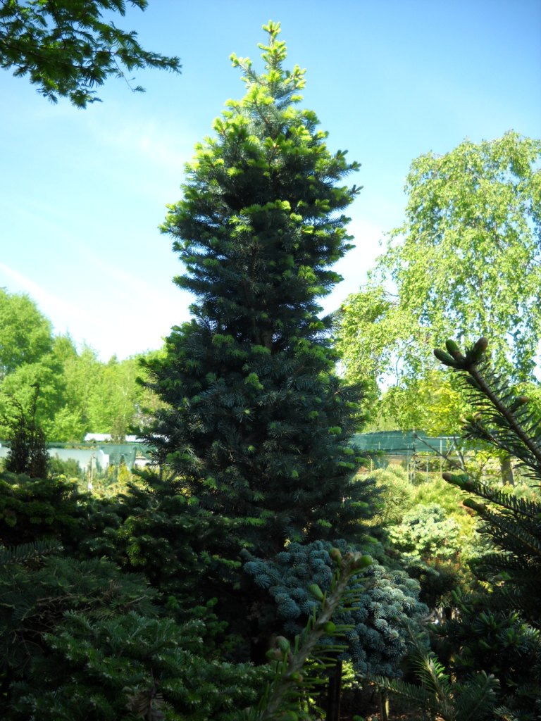 Subalpinis kėnis „Schneider“ - Image 3