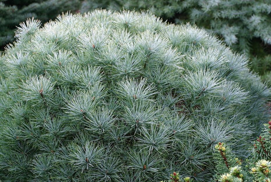 Veimutinė pušis „Sea Urchin“ - Image 2