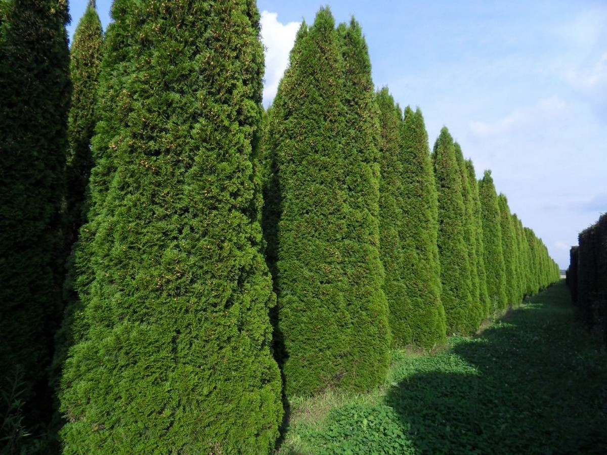 Vakarinė tuja „Smaragd“ - Image 2