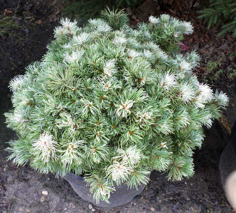Smulkiažiedė pušis „Tanima no yuki“ - Image 3