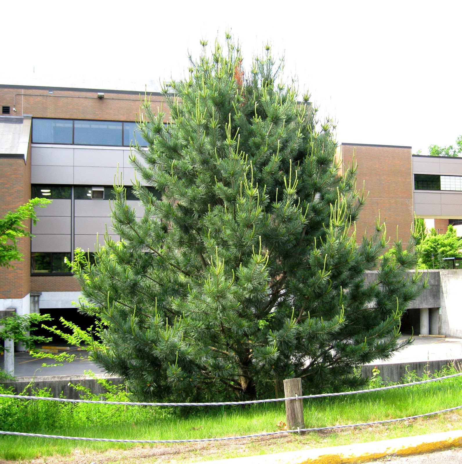 Lanksčioji pušis „Vanderwolf‘s Pyramid“ - Image 2