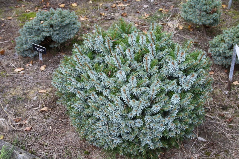Sitkinė eglė „Wiesje“