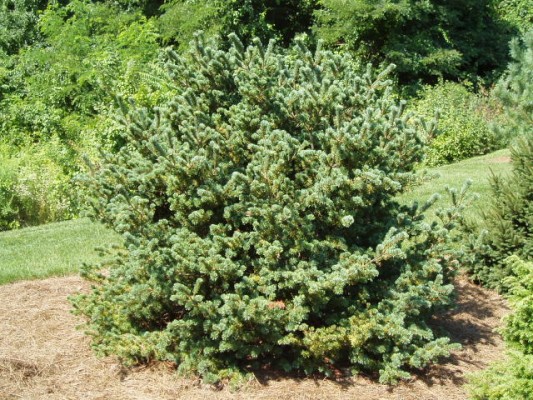 Smulkiažiedė pušis „Adcock‘s Dwarf“ - Image 3