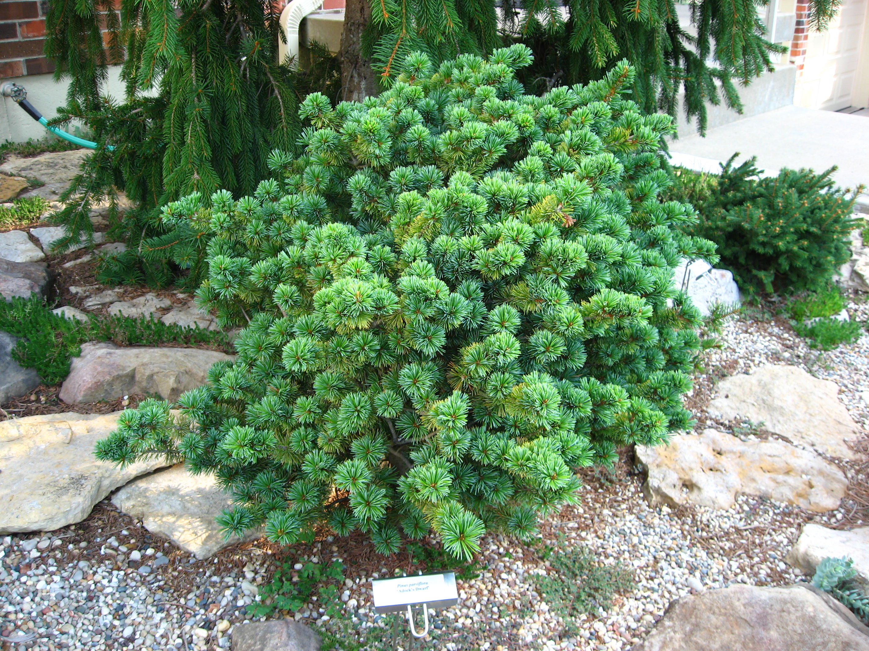 Smulkiažiedė pušis „Adcock‘s Dwarf“ - Image 2