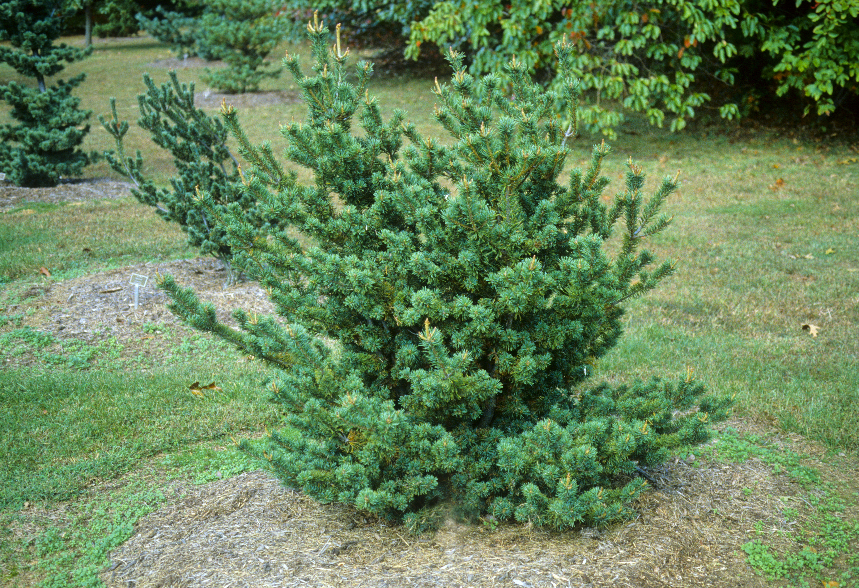 Smulkiažiedė pušis „Adcock‘s Dwarf“