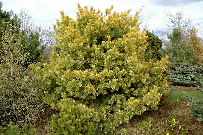 Paprastoji pušis „Aurea“ - Image 2