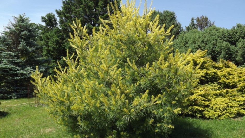 Veimutinė pušis „Bergman‘s Variegated“