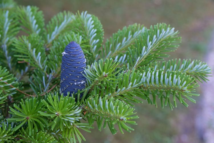 Korėjinis kėnis „Blue Emperor“ - Image 3