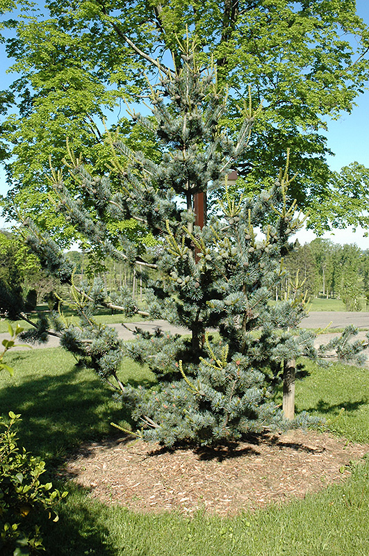Smulkiažiedė pušis „Brevifolia“ - Image 3