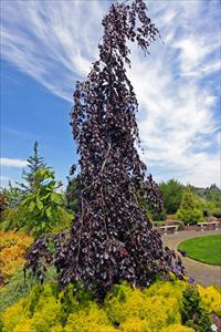 Bukas „Purple fountain“