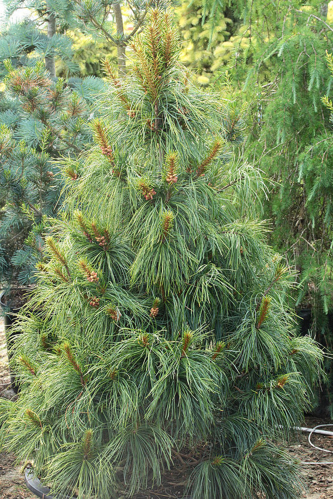 Korėjinė pušis „Dragon Eye“ - Image 3