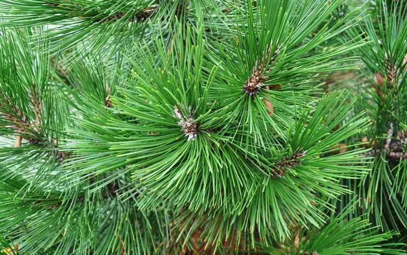 Baltažievė pušis „Green Bun“ - Image 2