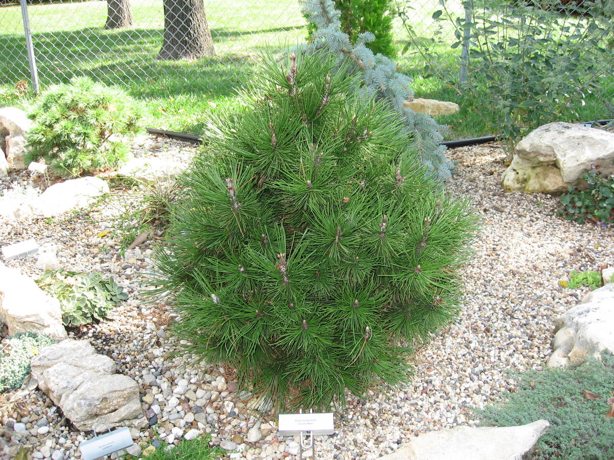 Baltažievė pušis „Green Bun“