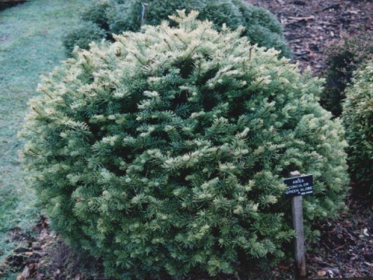 Subalpinis kėnis „Green Globe“