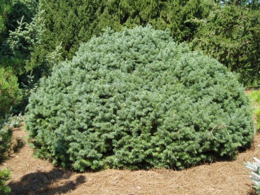 Subalpinis kėnis „Green Globe“ - Image 2