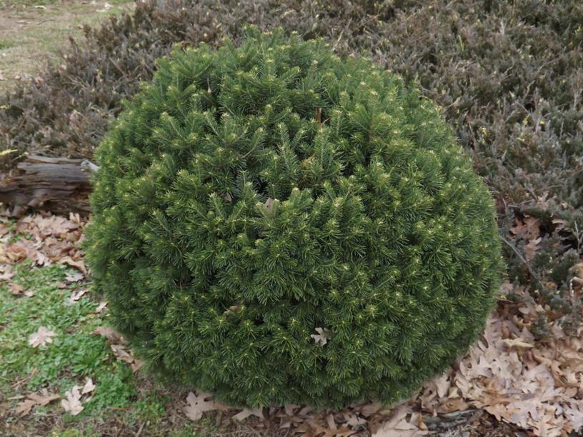 Subalpinis kėnis „Green Globe“ - Image 3