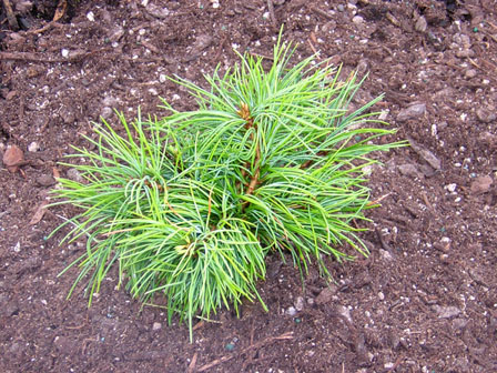 Smulkiažiedė pušis „Iona“ - Image 2