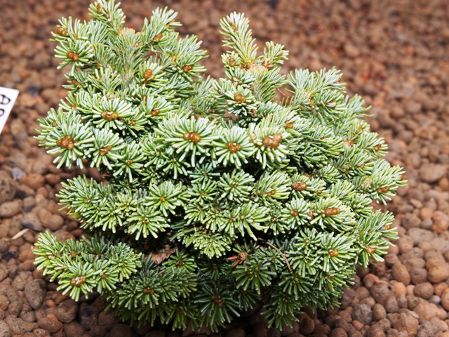 Subalpinis kėnis „Logan Pass“ - Image 2