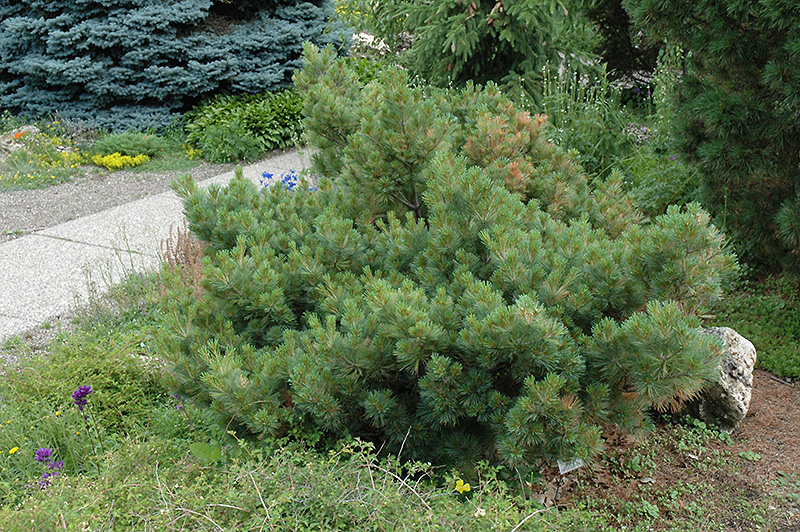 Veimutinė pušis „Macopin“ - Image 3