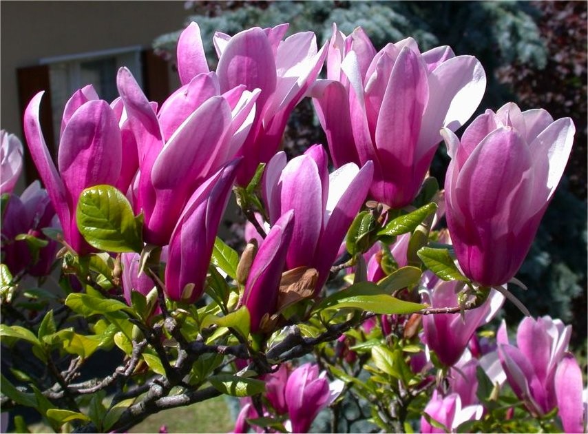 Magnolija „Susan“