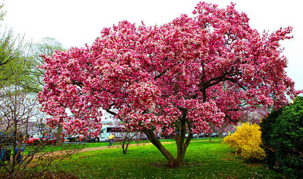 Magnolija „Susan“ - Image 3