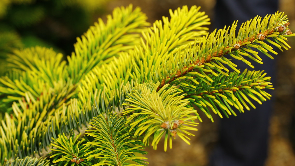 Kaukazinis kėnis „Midwinter Gold“ - Image 2