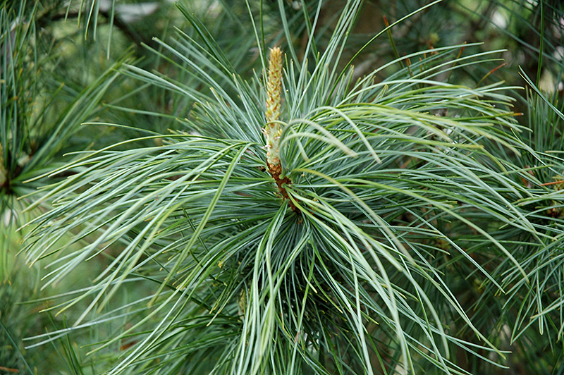 Korėjinė pušis „Morris Blue“ - Image 2