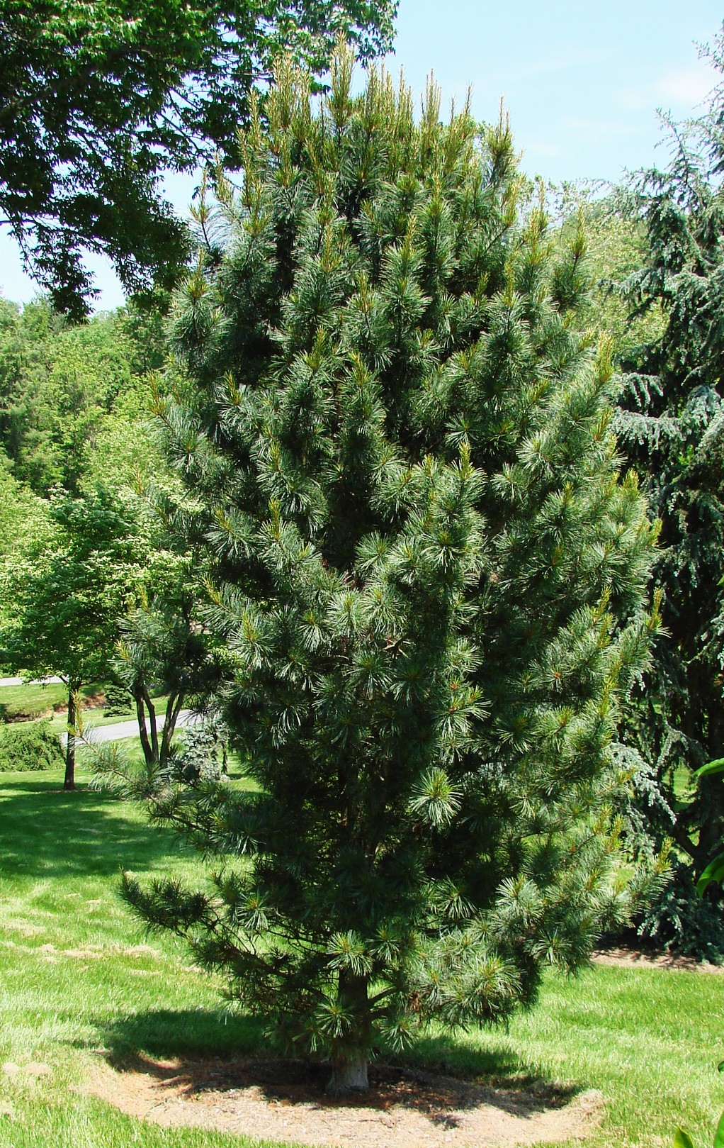 Korėjinė pušis „Morris Blue“ - Image 3