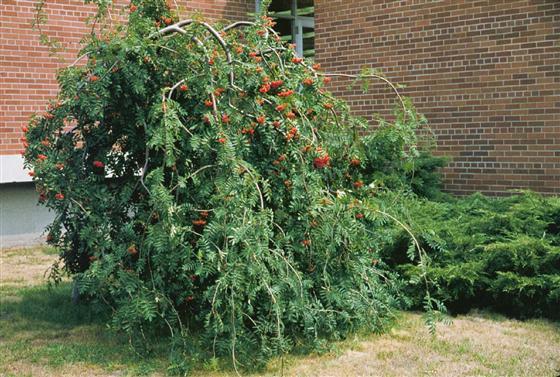 Šermukšnis „Pendula“