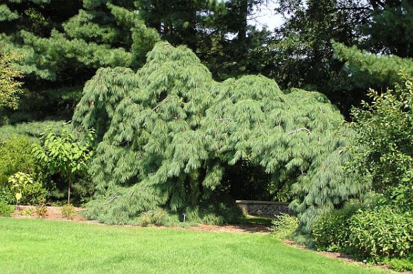 Veimutinė pušis „Pendula“ - Image 3