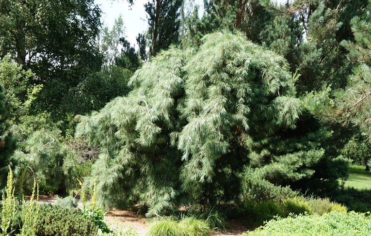 Veimutinė pušis „Pendula“