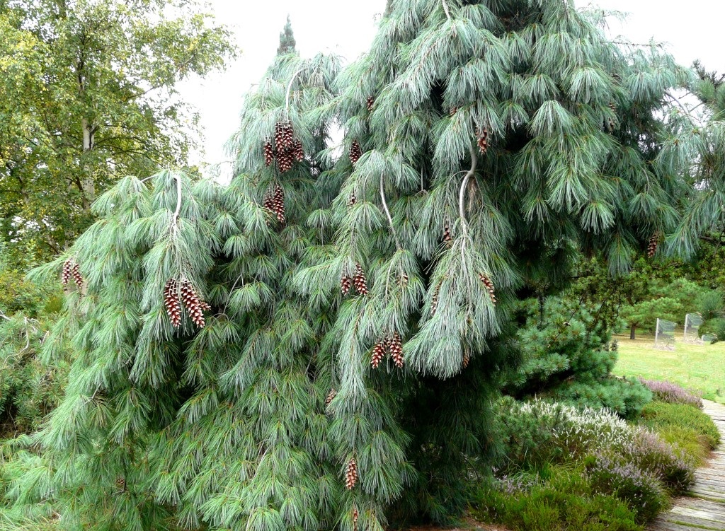 Veimutinė pušis „Pendula“ - Image 2