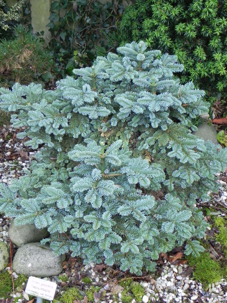 Kvapusis kėnis „Procumbens“