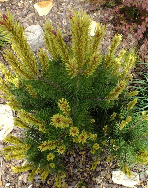 Kalninė pušis „Rositech“ - Image 3
