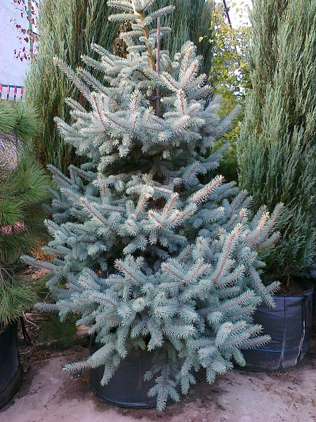 Dygioji eglė „Schovenhorst“