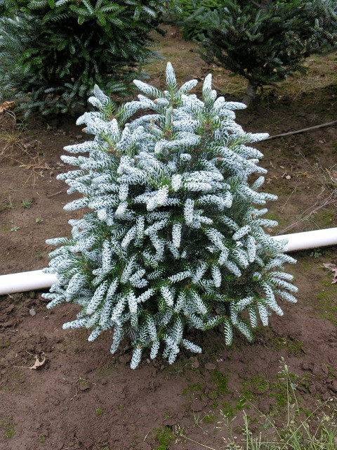 Korėjinis kėnis „Silberstar“