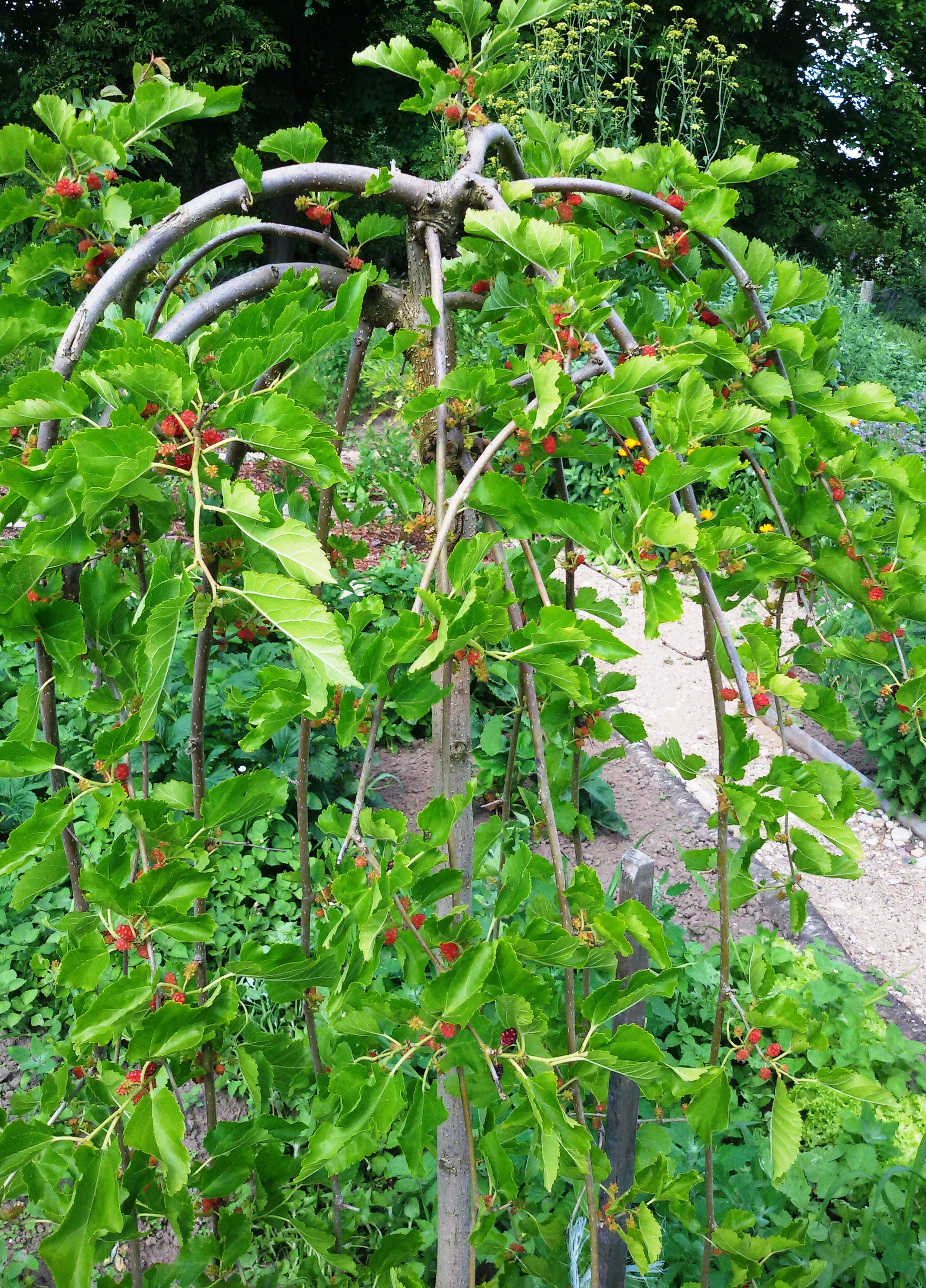 Šilkmedis „Pendula“ - Image 3