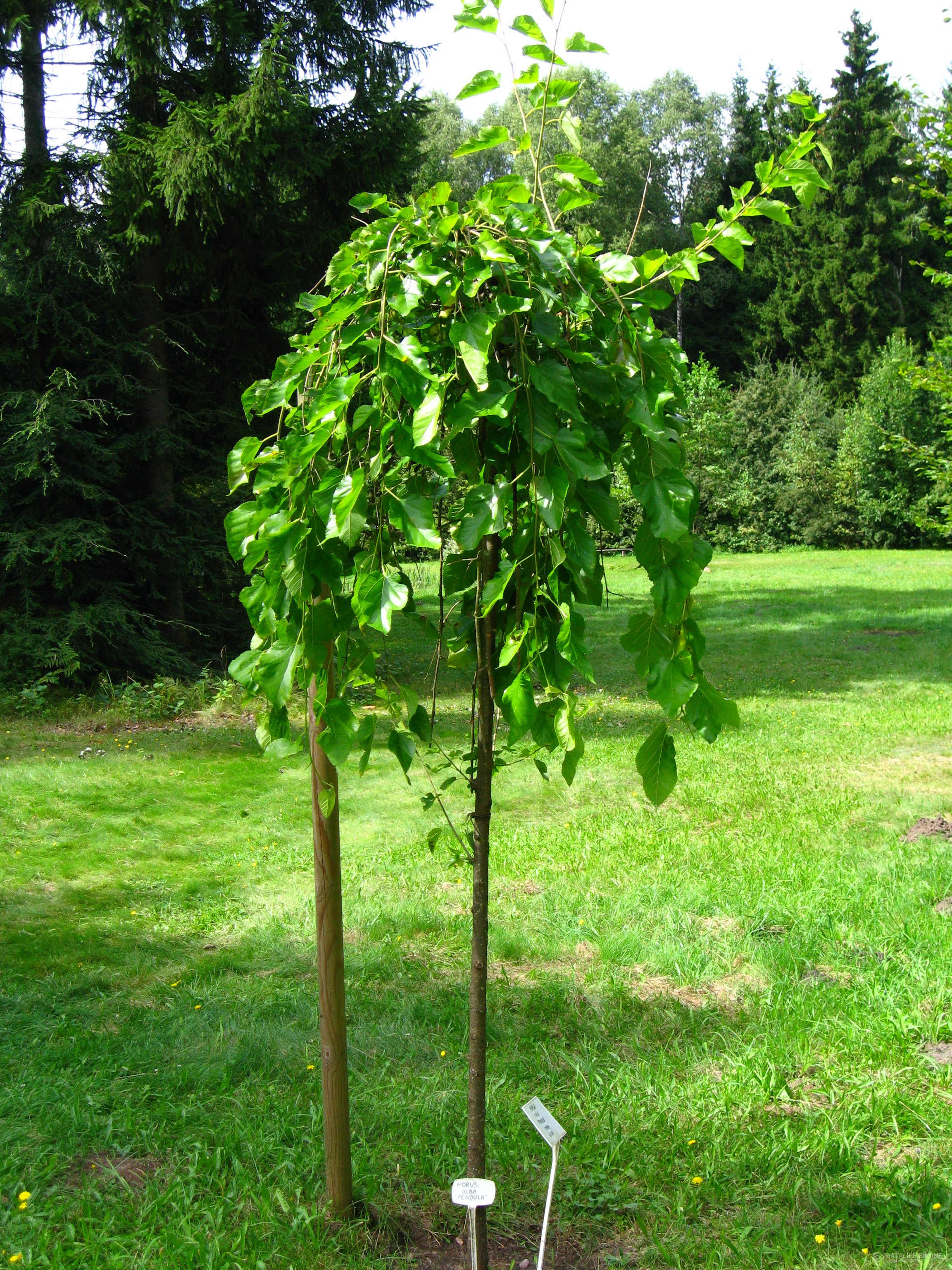 Šilkmedis „Pendula“