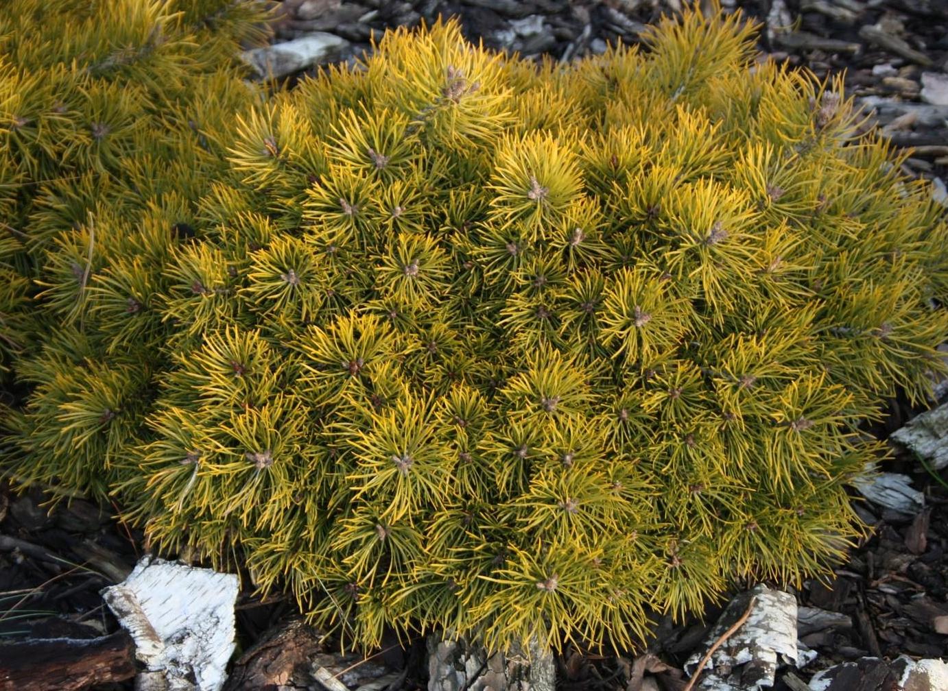 Paprastoji pušis „Skjak“ - Image 3