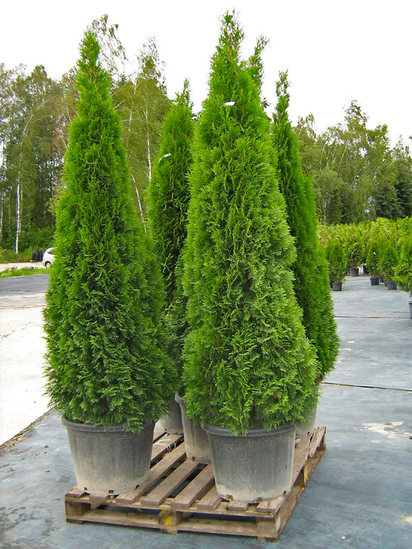 Vakarinė tuja „Smaragd“