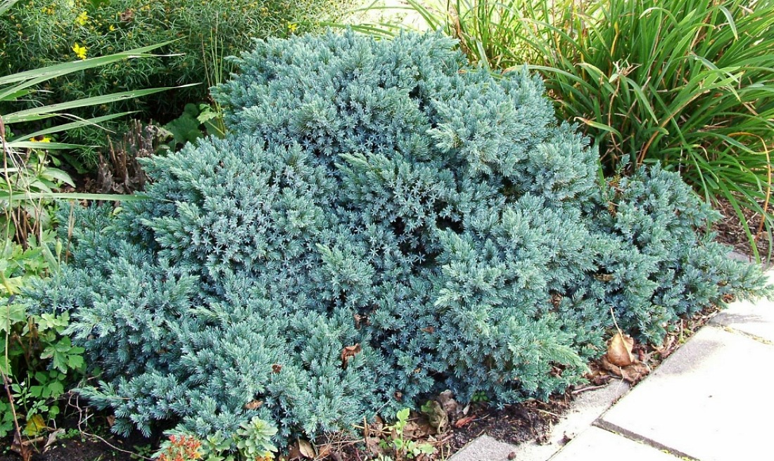 Žvynuotasis kadagys (squamata) „Blue Star“ - Image 3