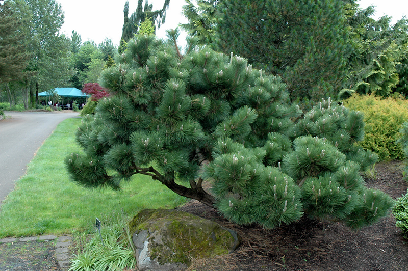 Japoninė pušis „Thunderhead“