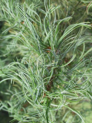Veimutinė pušis „Torulusa“ - Image 3